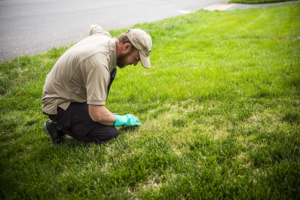 The Essential Guide to Finding the Perfect Lawn Care Service in Alexandria