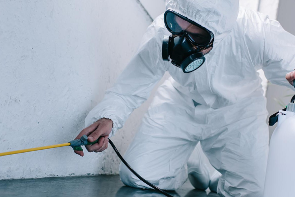 8 Advantages of choosing online pest control services
