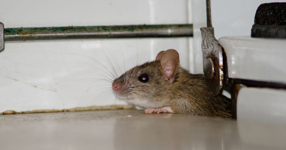 How Mice Get Into New Homes in Coppell Developments