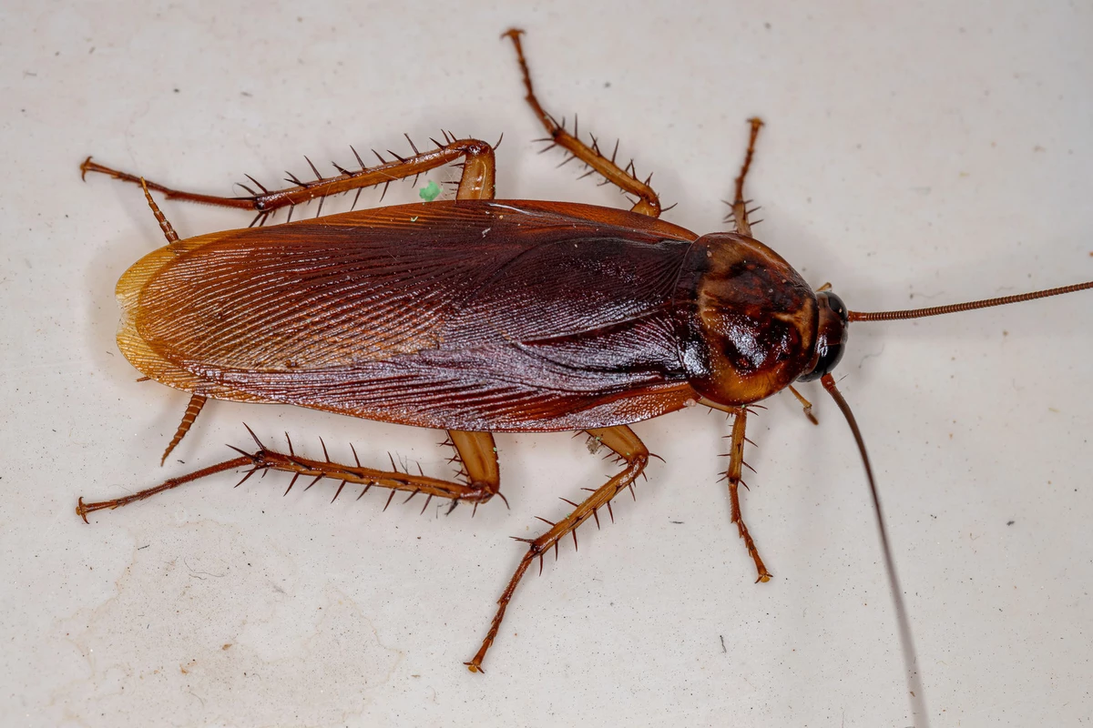 Record-Breaking Heat and Cockroach Surges in Indianapolis: Connected?